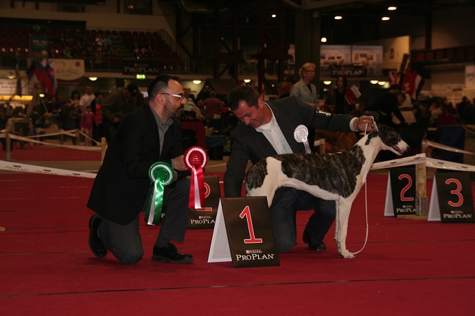 whippet-nine-lives-Magyar Agar Jade&Jazz